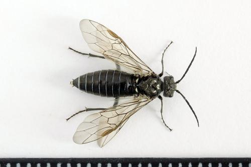 Réf. 226 671 : Dolerus sp.