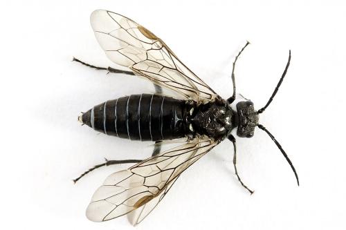 Réf. 226 672 : Dolerus sp.