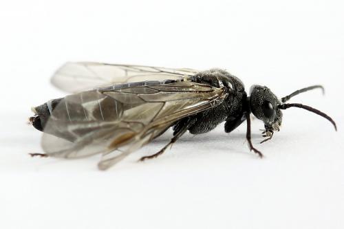 Réf. 226 673 : Dolerus sp.