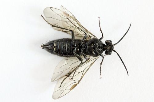 Réf. 226 674 : Dolerus sp.
