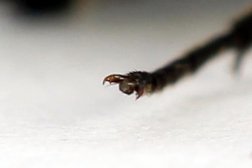 Dolerus sp.