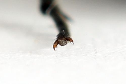 Dolerus sp.