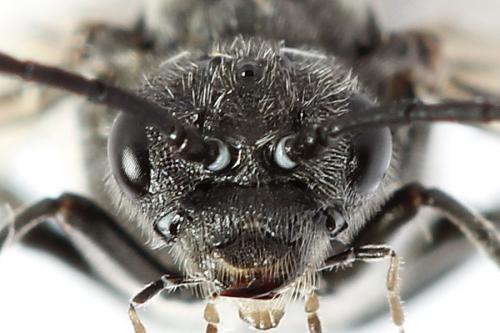 Dolerus sp.