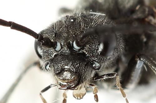 Réf. 226 678 : Dolerus sp.