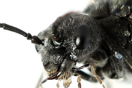 Dolerus sp.