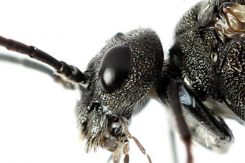 Dolerus sp.