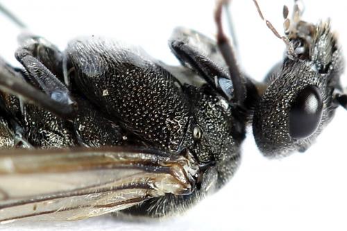 Réf. 226 681 : Dolerus sp.