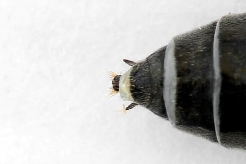 Dolerus sp.