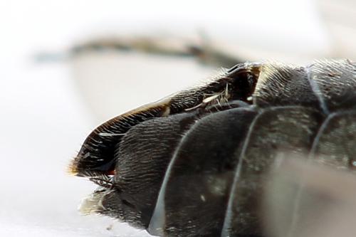 Dolerus sp.