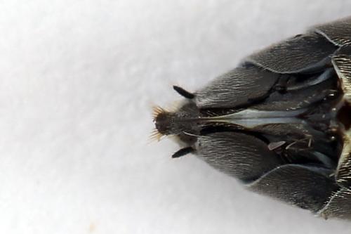 Réf. 226 685 : Dolerus sp.