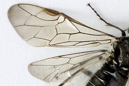 Réf. 226 687 : Dolerus sp.
