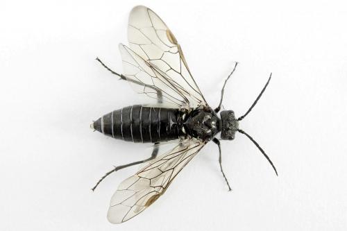 Réf. 226 689 : Dolerus sp.