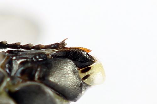 Réf. 226 686 : Dolerus sp.