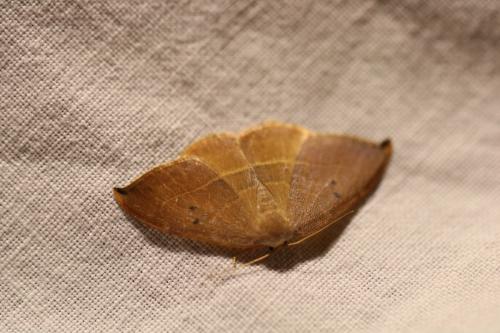 Réf. 226 378 : Watsonalla sp.