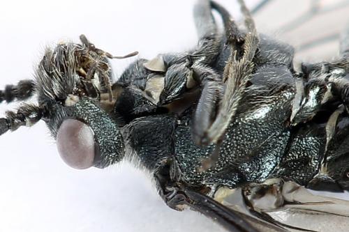 Dolerus haematodes