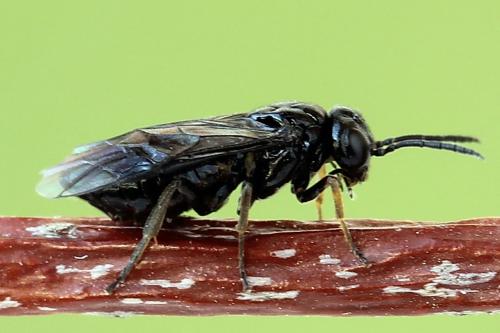 Caliroa cerasi