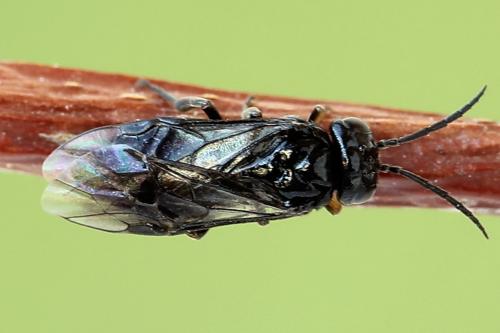 Caliroa cerasi