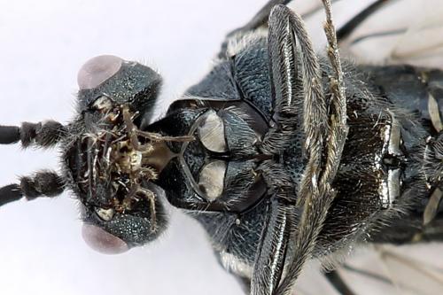 Dolerus haematodes