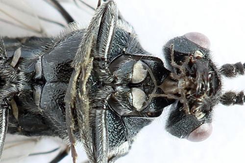 Dolerus haematodes