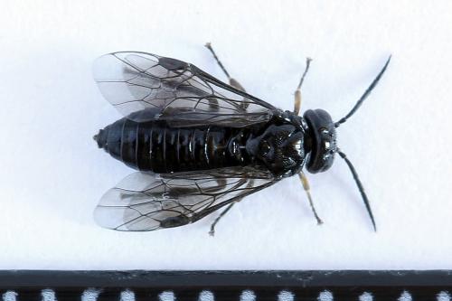 Caliroa cerasi