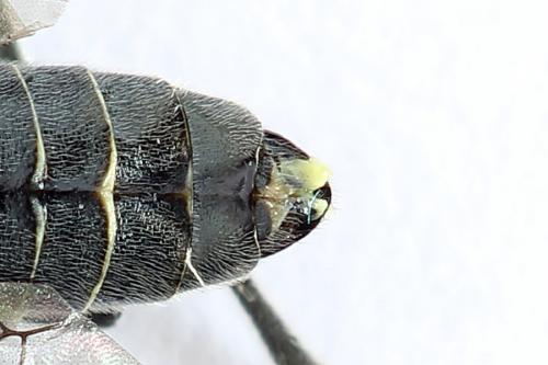 Dolerus haematodes