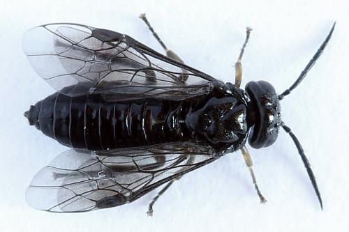 Caliroa cerasi