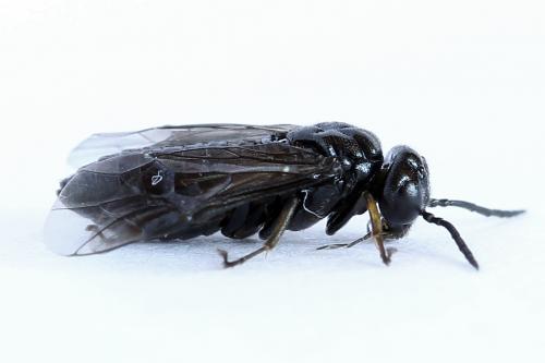 Caliroa cerasi