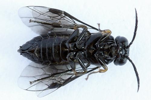 Caliroa cerasi