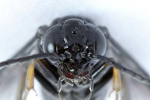 Réf. 226 654 : Caliroa cerasi