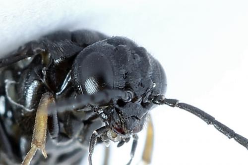 Caliroa cerasi