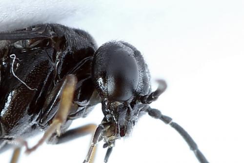 Caliroa cerasi