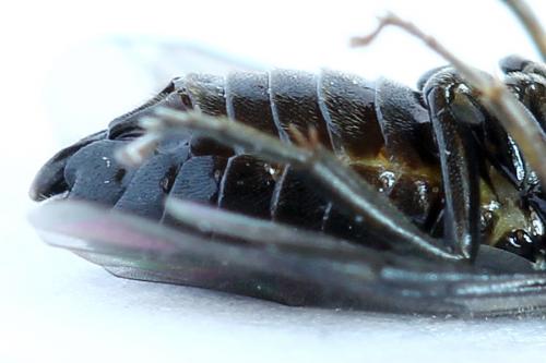Caliroa cerasi