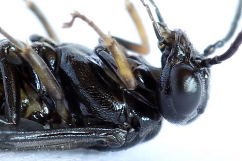 Réf. 226 658 : Caliroa cerasi