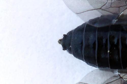 Réf. 226 659 : Caliroa cerasi