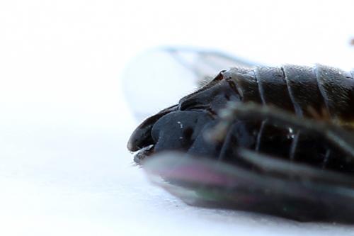 Caliroa cerasi