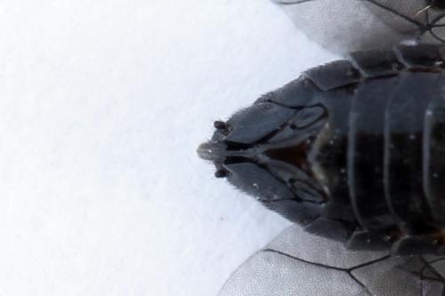 Réf. 226 661 : Caliroa cerasi