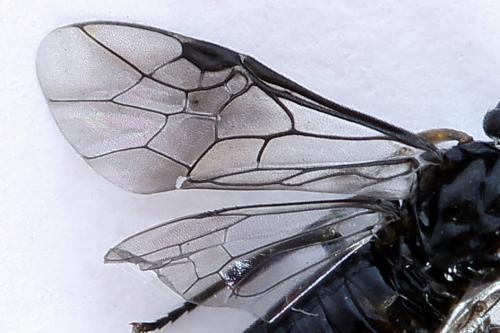 Caliroa cerasi