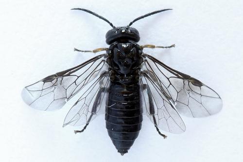 Caliroa cerasi