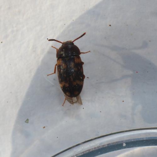 Réf. 226 097 : Mycetophagus atomarius