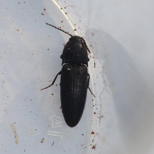 Ampedus sp.
