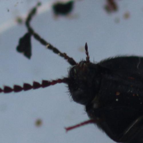 Ampedus sp.