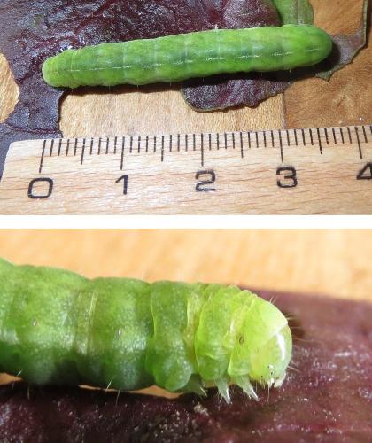 Phlogophora meticulosa