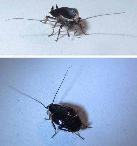 Ectobius sylvestris