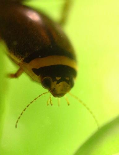 Graphoderus cinereus