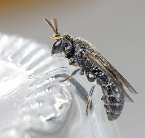 Réf. 226 050 : Hylaeus brachycephalus