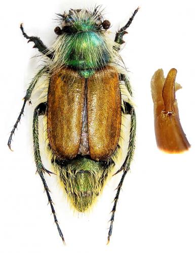 Réf. 226 021 : Eulasia nitidinatis