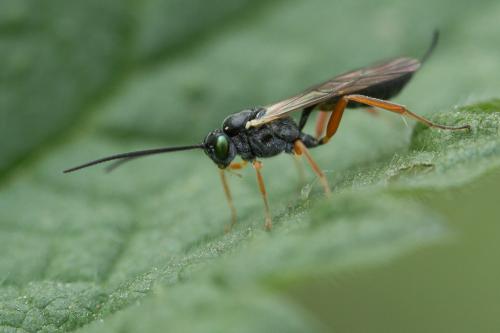 Réf. 226 897 : Campopleginae inconnu