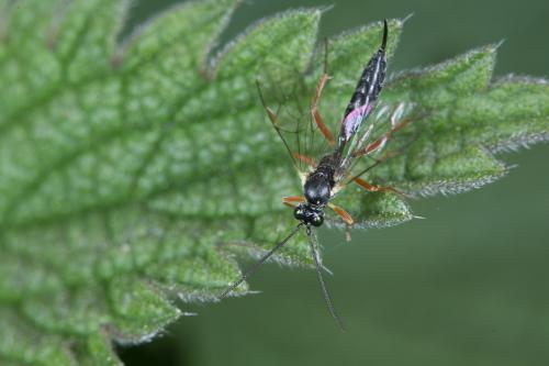 Réf. 226 896 : Campopleginae inconnu