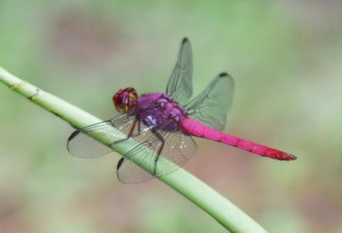 Orthemis discolor