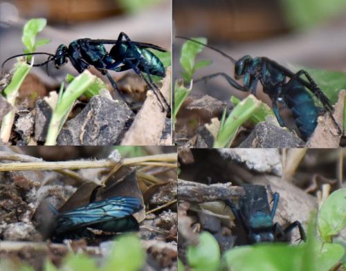 Réf. 226 505 : Anoplius sp.